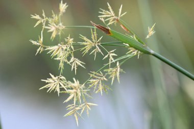 Cyperus rotundus otu. Yaygın isimleri Coco grass, Java grass, nut grass, Purple nut sedge, Mor nutsedge, Red nutsedge ve Khmerkravanh check grass. Bu bir sedgedgeCyperaceae türü.. 