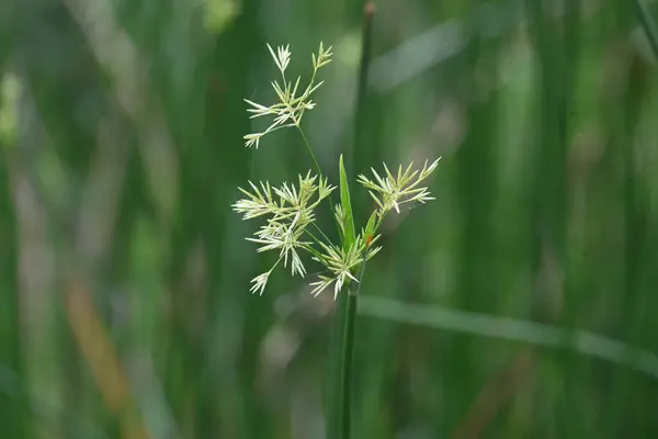 Cyperus rotundus otu. Yaygın isimleri Coco grass, Java grass, nut grass, Purple nut sedge, Mor nutsedge, Red nutsedge ve Khmerkravanh check grass. Bu bir sedgedgeCyperaceae türü.. 
