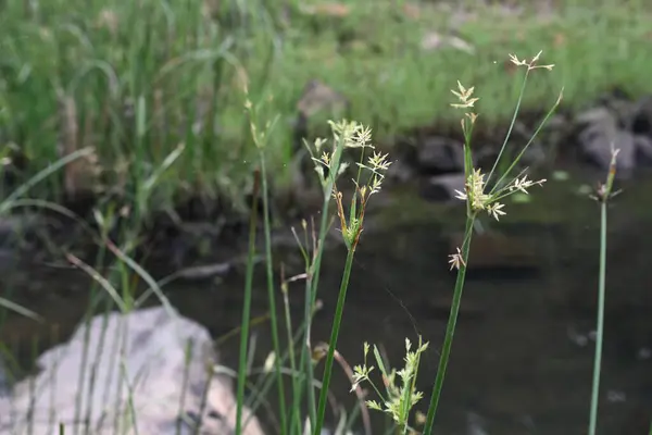 Cyperus rotundus otu. Yaygın isimleri Coco grass, Java grass, nut grass, Purple nut sedge, Mor nutsedge, Red nutsedge ve Khmerkravanh check grass. Bu bir sedgedgeCyperaceae türü.. 