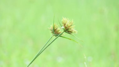 Cyperus polistachyos otu. Yaygın isimleri Pycreus polystachyos, manyspike flatsedge, bunchy sedge, Coast Flatsedge, birçok dikenli sedge ve Texas sedge. Cyperaceae familyasındaki bitkisel türler.. 