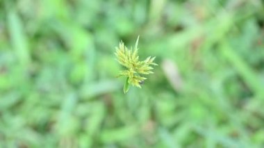 Cyperus polistachyos otu. Yaygın isimleri Pycreus polystachyos, manyspike flatsedge, bunchy sedge, Coast Flatsedge, birçok dikenli sedge ve Texas sedge. Cyperaceae familyasındaki bitkisel türler.. 