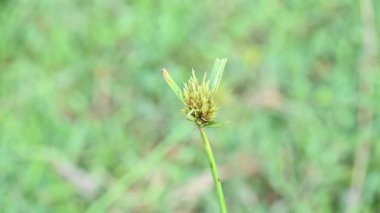 Cyperus polistachyos otu. Yaygın isimleri Pycreus polystachyos, manyspike flatsedge, bunchy sedge, Coast Flatsedge, birçok dikenli sedge ve Texas sedge. Cyperaceae familyasındaki bitkisel türler.. 