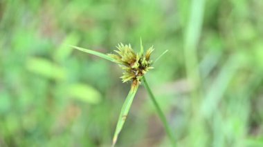 Cyperus polistachyos otu. Yaygın isimleri Pycreus polystachyos, manyspike flatsedge, bunchy sedge, Coast Flatsedge, birçok dikenli sedge ve Texas sedge. Cyperaceae familyasındaki bitkisel türler.. 