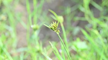 Cyperus polistachyos otu. Yaygın isimleri Pycreus polystachyos, manyspike flatsedge, bunchy sedge, Coast Flatsedge, birçok dikenli sedge ve Texas sedge. Cyperaceae familyasındaki bitkisel türler.. 