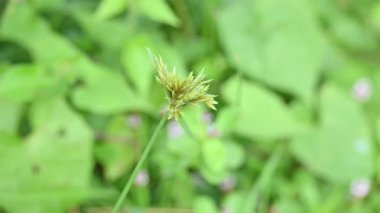 Cyperus polistachyos otu. Yaygın isimleri Pycreus polystachyos, manyspike flatsedge, bunchy sedge, Coast Flatsedge, birçok dikenli sedge ve Texas sedge. Cyperaceae familyasındaki bitkisel türler.. 