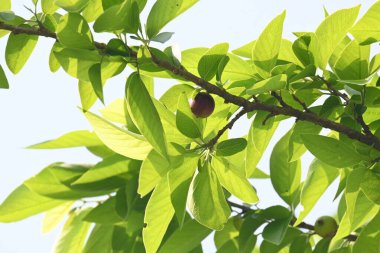 Alangium salvifolium veya adaçayı alangium ağacı meyvesi bırakır. Cornaceaefamily 'de çiçek açan bir bitki. Ağaçtaki yabani meyve. 