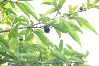 Alangium salvifolium veya adaçayı alangium ağacı meyvesi bırakır. Cornaceaefamily 'de çiçek açan bir bitki. Ağaçtaki yabani meyve. 