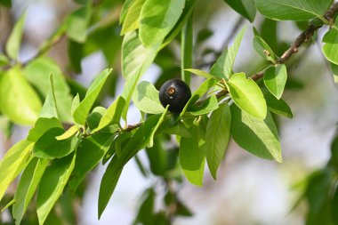 Alangium salvifolium veya adaçayı alangium ağacı meyvesi bırakır. Cornaceaefamily 'de çiçek açan bir bitki. Ağaçtaki yabani meyve. 