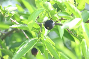 Alangium salvifolium veya adaçayı alangium ağacı meyvesi bırakır. Cornaceaefamily 'de çiçek açan bir bitki. Ağaçtaki yabani meyve. 