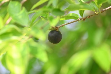 Alangium salvifolium veya adaçayı alangium ağacı meyvesi bırakır. Cornaceaefamily 'de çiçek açan bir bitki. Ağaçtaki yabani meyve. 