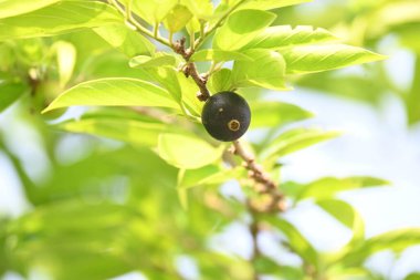 Alangium salvifolium veya adaçayı alangium ağacı meyvesi bırakır. Cornaceaefamily 'de çiçek açan bir bitki. Ağaçtaki yabani meyve. 
