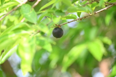 Alangium salvifolium veya adaçayı alangium ağacı meyvesi bırakır. Cornaceaefamily 'de çiçek açan bir bitki. Ağaçtaki yabani meyve. 