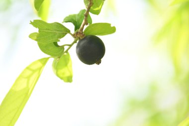 Alangium salvifolium veya adaçayı alangium ağacı meyvesi bırakır. Cornaceaefamily 'de çiçek açan bir bitki. Ağaçtaki yabani meyve. 