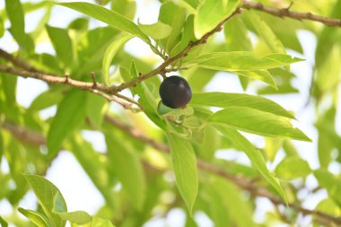 Alangium salvifolium veya adaçayı alangium ağacı meyvesi bırakır. Cornaceaefamily 'de çiçek açan bir bitki. Ağaçtaki yabani meyve. 