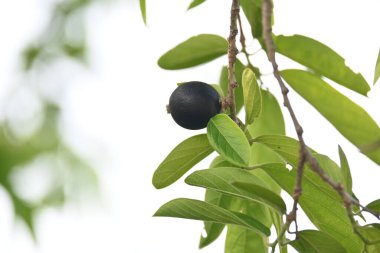 Alangium salvifolium veya adaçayı alangium ağacı meyvesi bırakır. Cornaceaefamily 'de çiçek açan bir bitki. Ağaçtaki yabani meyve. 
