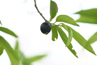 Alangium salvifolium veya adaçayı alangium ağacı meyvesi bırakır. Cornaceaefamily 'de çiçek açan bir bitki. Ağaçtaki yabani meyve. 