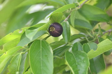 Alangium salvifolium veya adaçayı alangium ağacı meyvesi bırakır. Cornaceaefamily 'de çiçek açan bir bitki. Ağaçtaki yabani meyve. 