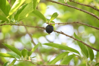 Alangium salvifolium veya adaçayı alangium ağacı meyvesi bırakır. Cornaceaefamily 'de çiçek açan bir bitki. Ağaçtaki yabani meyve. 