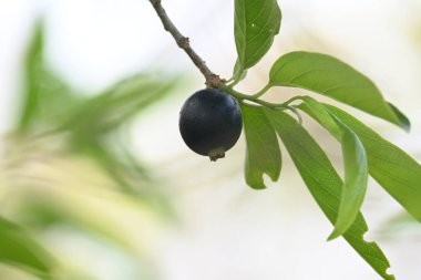 Alangium salvifolium veya adaçayı alangium ağacı meyvesi bırakır. Cornaceaefamily 'de çiçek açan bir bitki. Ağaçtaki yabani meyve. 