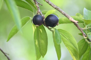 Alangium salvifolium veya adaçayı alangium ağacı meyvesi bırakır. Cornaceaefamily 'de çiçek açan bir bitki. Ağaçtaki yabani meyve. 