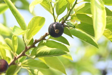Alangium salvifolium veya adaçayı alangium ağacı meyvesi bırakır. Cornaceaefamily 'de çiçek açan bir bitki. Ağaçtaki yabani meyve. 