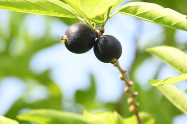 Alangium salvifolium veya adaçayı alangium ağacı meyvesi bırakır. Cornaceaefamily 'de çiçek açan bir bitki. Ağaçtaki yabani meyve. 