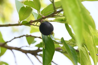 Alangium salvifolium veya adaçayı alangium ağacı meyvesi bırakır. Cornaceaefamily 'de çiçek açan bir bitki. Ağaçtaki yabani meyve. 