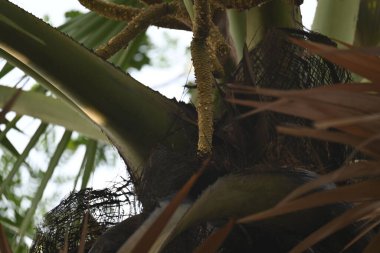 Borassus flabellifer çiçeği. Avuç içi, palmiye, tala ağacı, hurma ağacı, tomurcuk palmiyesi, iyon palmiyesi, şarap palmiyesi, Asya palmiyesi antraması.