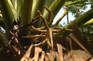 Borassus flabellifer çiçeği. Avuç içi, palmiye, tala ağacı, hurma ağacı, tomurcuk palmiyesi, iyon palmiyesi, şarap palmiyesi, Asya palmiyesi antraması.