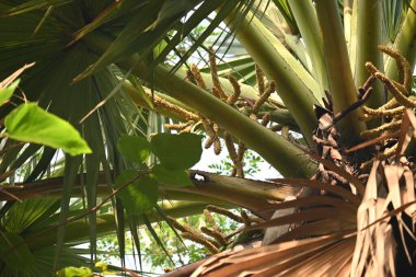 Borassus flabellifer çiçeği. Avuç içi, palmiye, tala ağacı, hurma ağacı, tomurcuk palmiyesi, iyon palmiyesi, şarap palmiyesi, Asya palmiyesi antraması.
