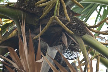 Borassus flabellifer çiçeği. Avuç içi, palmiye, tala ağacı, hurma ağacı, tomurcuk palmiyesi, iyon palmiyesi, şarap palmiyesi, Asya palmiyesi antraması.