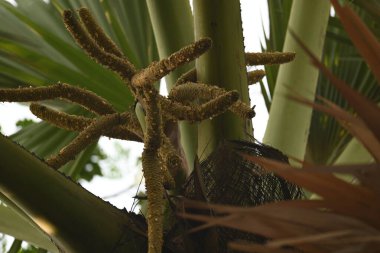 Borassus flabellifer çiçeği. Avuç içi, palmiye, tala ağacı, hurma ağacı, tomurcuk palmiyesi, iyon palmiyesi, şarap palmiyesi, Asya palmiyesi antraması.