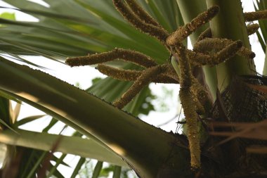 Borassus flabellifer çiçeği. Avuç içi, palmiye, tala ağacı, hurma ağacı, tomurcuk palmiyesi, iyon palmiyesi, şarap palmiyesi, Asya palmiyesi antraması.