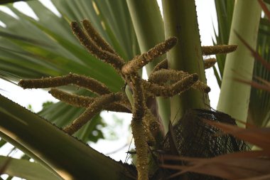 Borassus flabellifer çiçeği. Avuç içi, palmiye, tala ağacı, hurma ağacı, tomurcuk palmiyesi, iyon palmiyesi, şarap palmiyesi, Asya palmiyesi antraması.