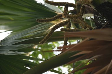 Borassus flabellifer çiçeği. Avuç içi, palmiye, tala ağacı, hurma ağacı, tomurcuk palmiyesi, iyon palmiyesi, şarap palmiyesi, Asya palmiyesi antraması.