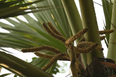Borassus flabellifer çiçeği. Avuç içi, palmiye, tala ağacı, hurma ağacı, tomurcuk palmiyesi, iyon palmiyesi, şarap palmiyesi, Asya palmiyesi antraması.