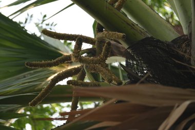 Borassus flabellifer çiçeği. Avuç içi, palmiye, tala ağacı, hurma ağacı, tomurcuk palmiyesi, iyon palmiyesi, şarap palmiyesi, Asya palmiyesi antraması.