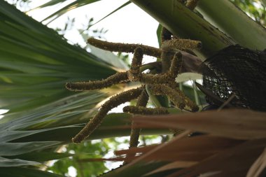 Borassus flabellifer çiçeği. Avuç içi, palmiye, tala ağacı, hurma ağacı, tomurcuk palmiyesi, iyon palmiyesi, şarap palmiyesi, Asya palmiyesi antraması.