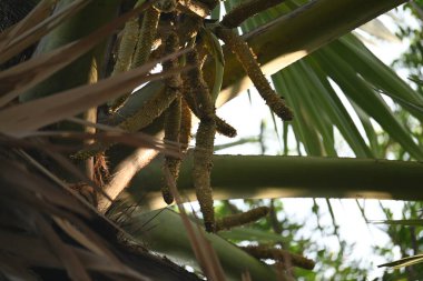 Borassus flabellifer çiçeği. Avuç içi, palmiye, tala ağacı, hurma ağacı, tomurcuk palmiyesi, iyon palmiyesi, şarap palmiyesi, Asya palmiyesi antraması.