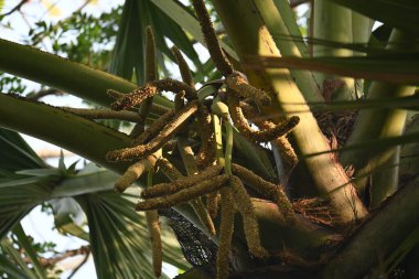 Borassus flabellifer çiçeği. Avuç içi, palmiye, tala ağacı, hurma ağacı, tomurcuk palmiyesi, iyon palmiyesi, şarap palmiyesi, Asya palmiyesi antraması.