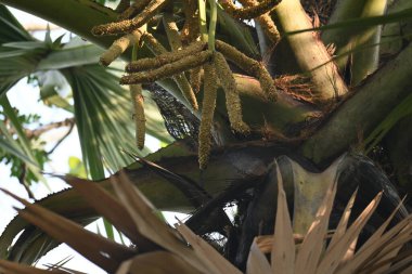 Borassus flabellifer çiçeği. Avuç içi, palmiye, tala ağacı, hurma ağacı, tomurcuk palmiyesi, iyon palmiyesi, şarap palmiyesi, Asya palmiyesi antraması.