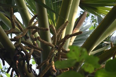Borassus flabellifer çiçeği. Avuç içi, palmiye, tala ağacı, hurma ağacı, tomurcuk palmiyesi, iyon palmiyesi, şarap palmiyesi, Asya palmiyesi antraması.
