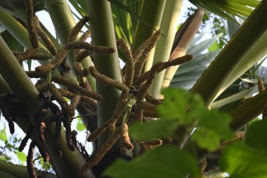 Borassus flabellifer çiçeği. Avuç içi, palmiye, tala ağacı, hurma ağacı, tomurcuk palmiyesi, iyon palmiyesi, şarap palmiyesi, Asya palmiyesi antraması.