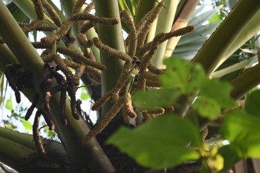 Borassus flabellifer çiçeği. Avuç içi, palmiye, tala ağacı, hurma ağacı, tomurcuk palmiyesi, iyon palmiyesi, şarap palmiyesi, Asya palmiyesi antraması.