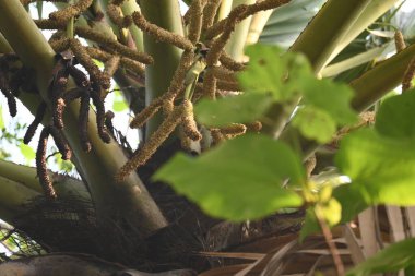 Borassus flabellifer çiçeği. Avuç içi, palmiye, tala ağacı, hurma ağacı, tomurcuk palmiyesi, iyon palmiyesi, şarap palmiyesi, Asya palmiyesi antraması.