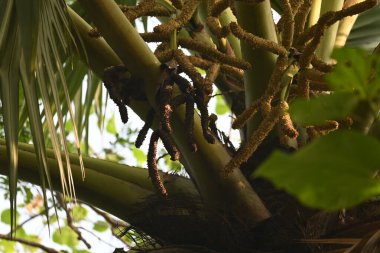 Borassus flabellifer çiçeği. Avuç içi, palmiye, tala ağacı, hurma ağacı, tomurcuk palmiyesi, iyon palmiyesi, şarap palmiyesi, Asya palmiyesi antraması.