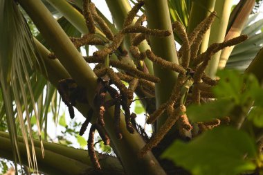 Borassus flabellifer çiçeği. Avuç içi, palmiye, tala ağacı, hurma ağacı, tomurcuk palmiyesi, iyon palmiyesi, şarap palmiyesi, Asya palmiyesi antraması.