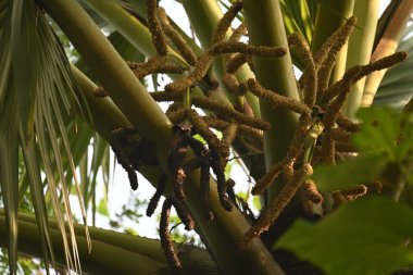 Borassus flabellifer çiçeği. Avuç içi, palmiye, tala ağacı, hurma ağacı, tomurcuk palmiyesi, iyon palmiyesi, şarap palmiyesi, Asya palmiyesi antraması.