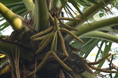 Borassus flabellifer çiçeği. Avuç içi, palmiye, tala ağacı, hurma ağacı, tomurcuk palmiyesi, iyon palmiyesi, şarap palmiyesi, Asya palmiyesi antraması.