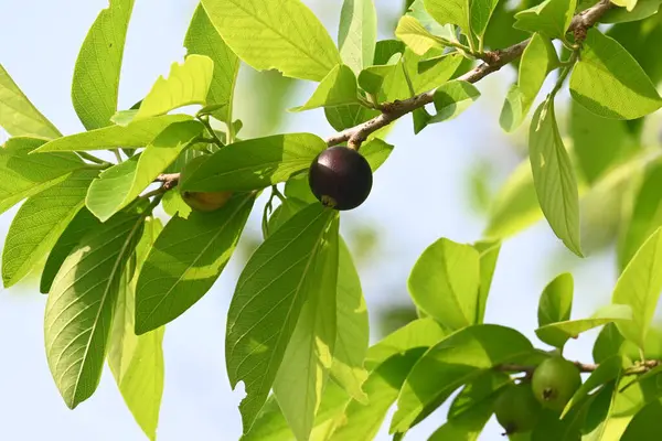 Alangium salvifolium veya adaçayı alangium ağacı meyvesi bırakır. Cornaceaefamily 'de çiçek açan bir bitki. Ağaçtaki yabani meyve. 